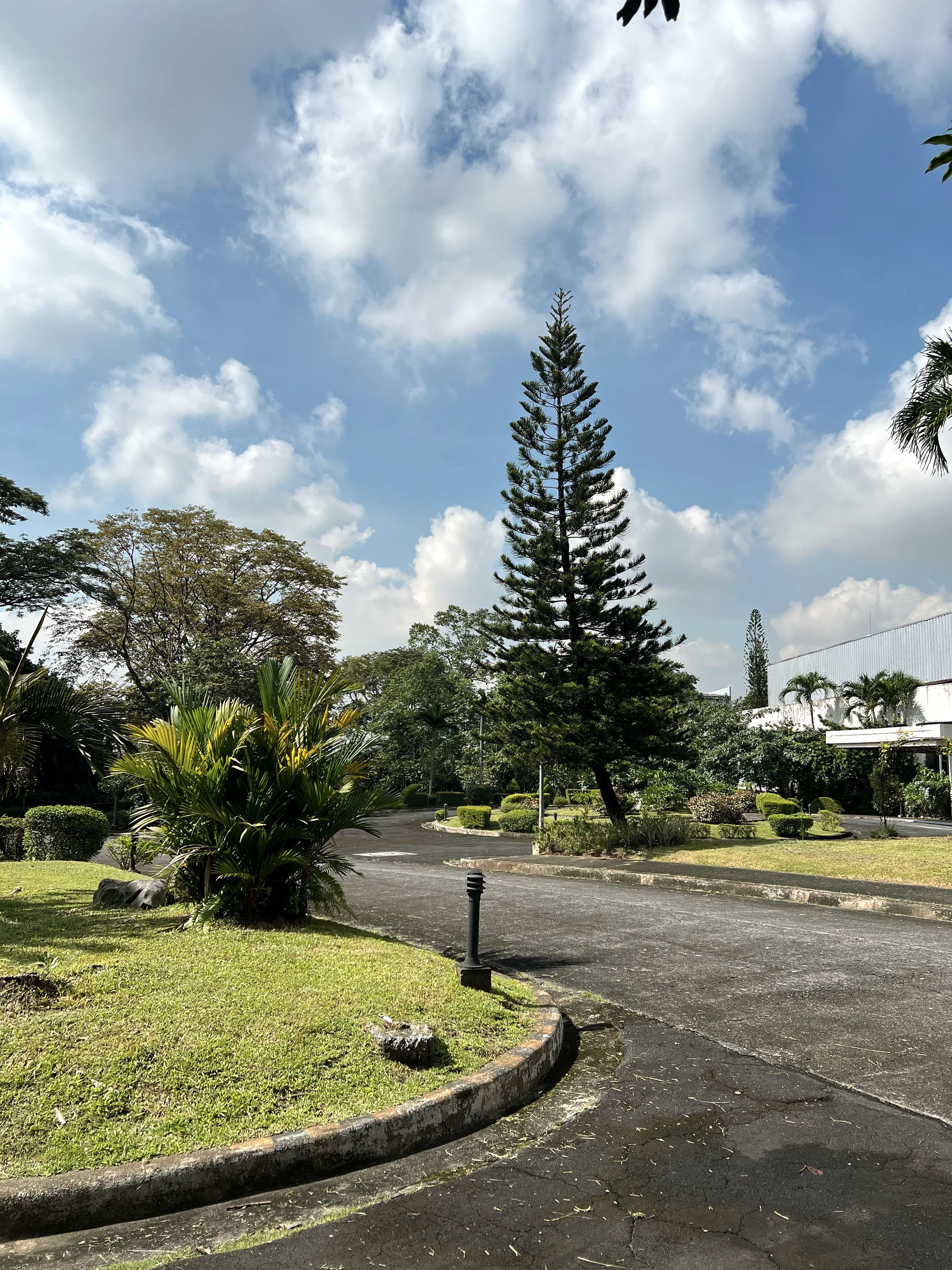 Garden road at Radio Veritas Asia with tall trees and open sky